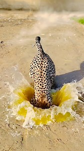 Why Did This Cheetah Hide Inside the Water? | UF Comedy