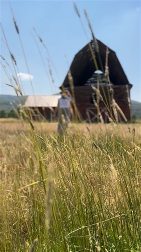 Jessica Kelly | Homesteading & Health on Instagram: "Comment FMF for a link to my fresh-milled flour guide to learn everything you need to get started in using real wheat again. This is the real truth about wheat…so every time my husband tells me carbs are bad, I can say, “unless it’s fresh-milled ancient grains”. I’ve been eating ancient grains for some time now, and I can instantly tell a difference in how I feel. All we have to do is tune into our bodies, and we can know the difference. If yo