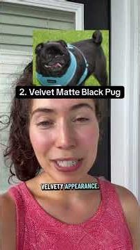 5 Different Kinds Of Black Pugs😱🐾 # #mypug #dogmom #puglove #puglife #pug #pugnation #pugs #cute