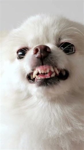 Your parrot doesn’t bite without reason, you just need to know what to look for! 👀 Episode 42 🦜