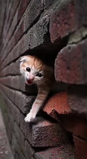 Heartbreaking Moments of a Helpless Kitten