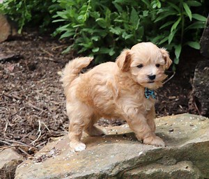 Best Sacramento Maltipoos Available — Crockett Doodles