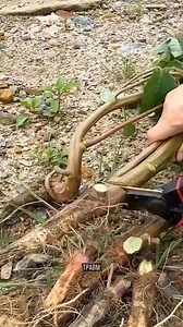 3.6M views · 20K reactions | #videoviralシviralシ2025 #kenya #Mozambique #congolaise #usa #saudiarabia #Uganda # | Mzee Mfipa | Facebook