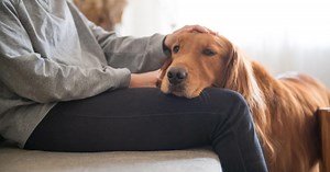 It feels like dogs know just when we need them most. Well, they might, experts say