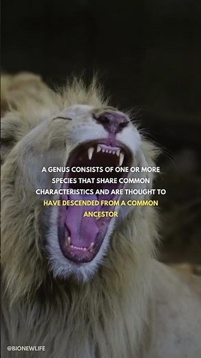 What is genus? | #biology #genetics #zoology #evolution