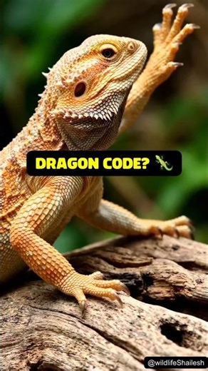 Why is this Dragon Waving at you? 🦎👋 #Shorts