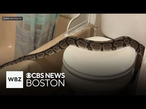 Python found in bathroom of New Hampshire apartment