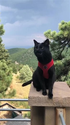 4.2K views · 1.1K reactions | Is he gonna jump?! ‍⬛ #adventurecat #mycat #bestfriend | Simon the backpacking Kitty | Facebook