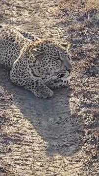 Leopard vs Antelope: A Tense Hunt in the Wild 🐆