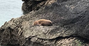 Arctic walrus spotted in Kerry reappears on Welsh coast | BreakingNews