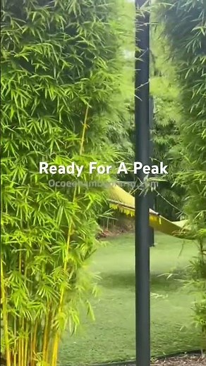 “Clumping Bamboo Privacy Hedge Around Hammocks – Ultimate Backyard Privacy” 🎋Graceful Bamboo