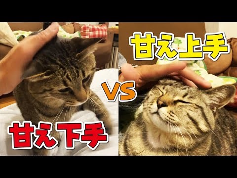 顔が全く一緒な双子の猫、でも甘え方は全く違うんです！