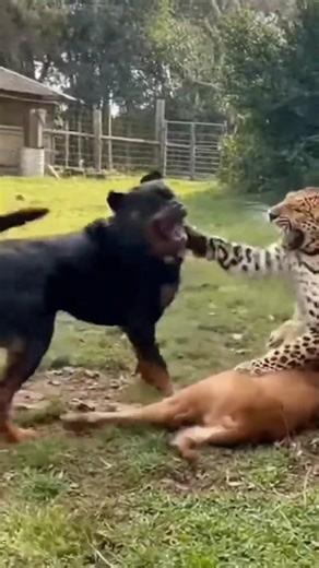 A Rottweiler fights off a leopard that was attacking a calf in a pen. #rottweiler #leopard #shorts