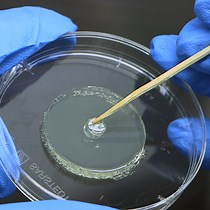 Video: Measuring Volatile and Non-volatile Antifungal Activity of Biocontrol Products