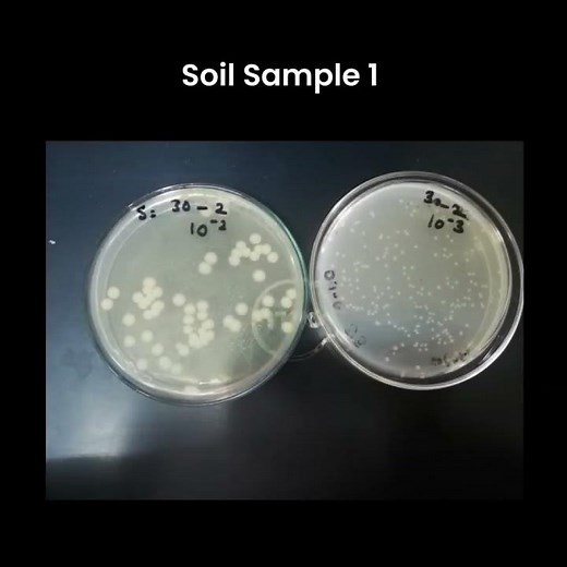 What is Serial Dilutions| Isolation of Bacteria from Soil Samples | Morphology of Bacteria?