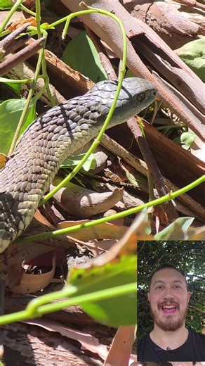 TIGER SNAKES CAN CAMOUFLAGE IN PLAIN SIGHT You pass a lot more snakes than you’ll ever realise. Their colouration is an adaptation to the environment with which they’re endemic to. In other words, they naturally have colours and stripes in accordance with their environment. One of the reasons we see snakes more, is that we are building houses and have unnatural gardens where they struggle to blend in. Tiger snakes haven’t adapted to concrete, fake grass or even laws hence why they stand out. How