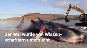 Toter Wal explodiert an Strand