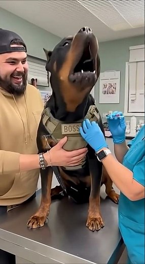 Big Dog Vs injection. Big Howls Hilarious Vet Visit in the USA #vetclinic #animalclinic #vetcare