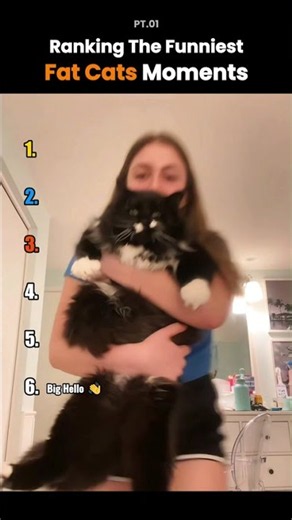 Ranking the Funniest Fat Cats Moments 🐱😂 #funny #cats
