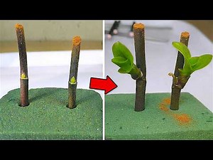 🌸Secret to Easily Propagating Orchids Right on the Branch and Blooming All Year Round!