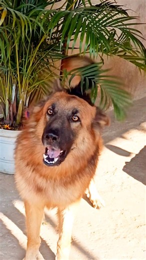 cutest puppys funny barking voice dog barking sound #puppy #short #shorts #viral #trending