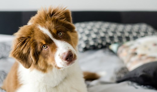 How to Teach Your Dog to "Read"