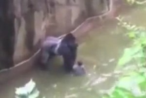 Social media reacts to killing of gorilla