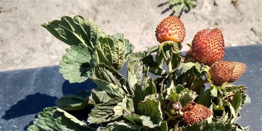 University of Florida researchers test predatory mites to combat strawberry pests