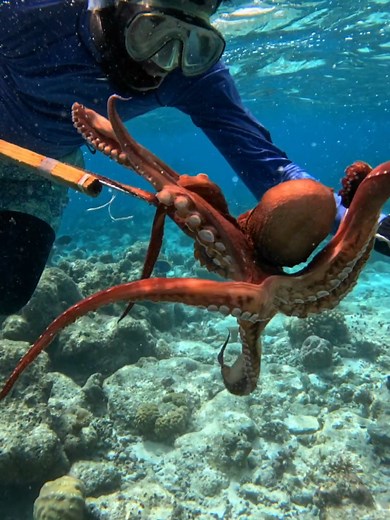 Octopus Hunting Techniques in the Maldives