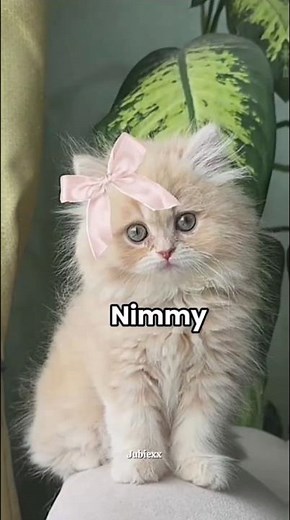 Cute names for your new kitten that you will love😻#shortsfeed #cat #kitten #cute