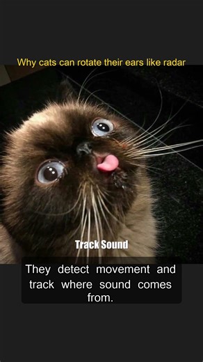 Why cats can rotate their ears like radar #Shorts