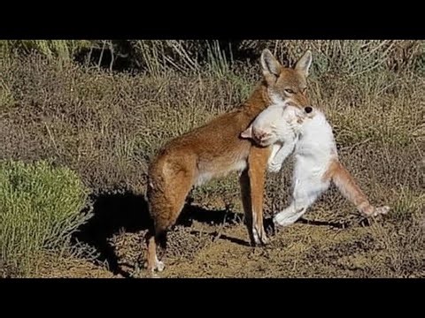 skinning coyote...first one of the season!!