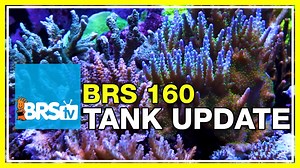 8.4K views · 103 reactions | Time for an update! It's been ten weeks since we STOPPED doing water changes on the #BRS160 and began the Triton method. Anyone else newly switched over to Triton? How's it going? | Bulkreefsupply.com - Saltwater Aquarium Supplies | Facebook
