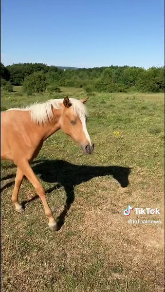 Dis moi en commentaire si tu savais !!#CapCut #gestation #poulinage #jument #cheval #elevage #infoalnews