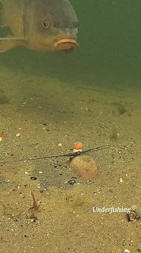 128K views · 619 reactions | #fish #underwater #fishing #bream | fishing one life | Facebook