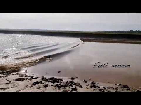 Tidal Bore Surfing - 3 days 3 waves Moncton Canada
