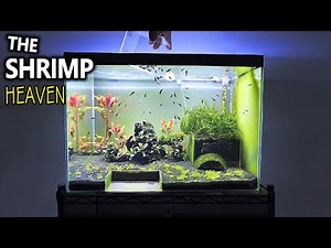 The Shrimp Heaven: Shrimp Tank Setup for Caridina Aquascape Tutorial