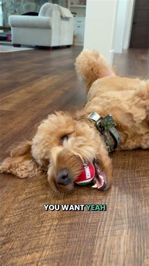 Building Trust With Your Puppy | Puppy Bonding Moments At The Charlotte Dog Club