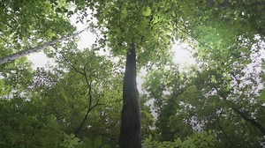 62 reactions | From the forest floor to the canopy, the Eastern...