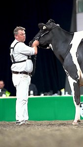 World Dairy Expo 2025 Grande Campeã Holandês Preto e branco Lovhill Sidekick Kandy Cane Alicia & Jonathan Lamb Oakfield, NY | Canal do Leite