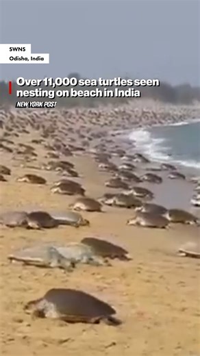 Amazing video shows a seemingly endless stretch of beach near the Rushikulya River mouth in Odisha, India, and Olive Ridley turtles sprawled across the sand. | New York Post