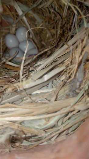 JAVA breeding progress 💯💯💯💯#subscribe #birds #like 😀