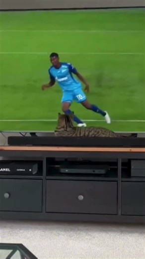 Cat Jump Scare Gone Wrong 😳