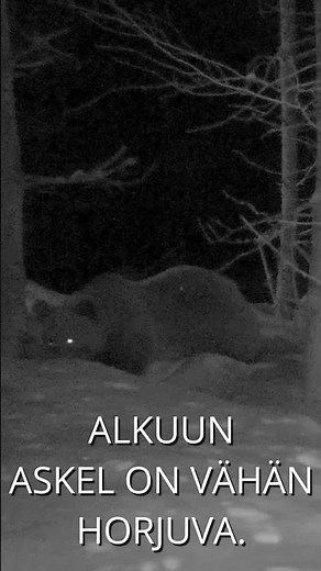 Karhu lähtee pesästään 🐻 / Bear leaves its den
