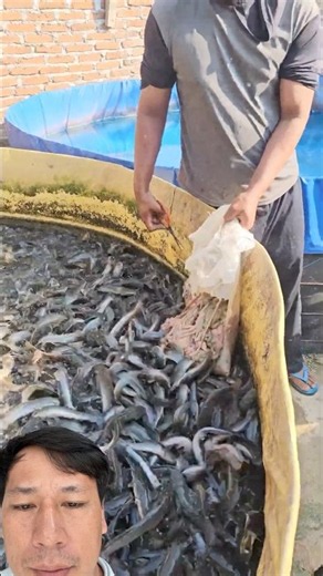 Smart Fish Farming in Large Plastic Tanks! 🐟💧#short #agriculture #farming