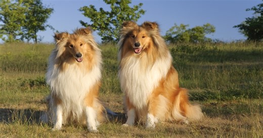4 Types of Collie Dog Breeds That Will Be Your Forever Best Friend, According to Experts