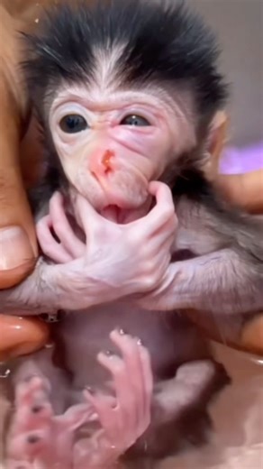 “Day 3: Rescued Baby Monkey Still Afraid of Everything… Even Bath Time 💔🐒”