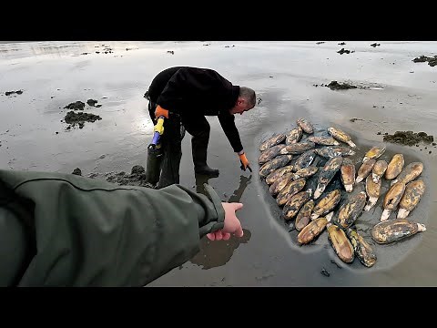 Washington State Clam Digging: Expert Tips and Tricks from Friendly Locals, A Razor Clam Feast!
