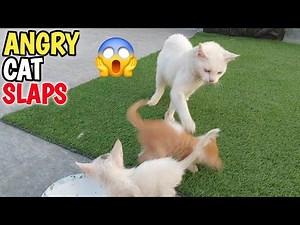 Mother Cat Gets Angry and Attacks After Her Own Kitten Forcing For Milk