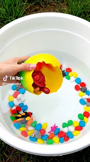 Exploring Colorful Fish Species